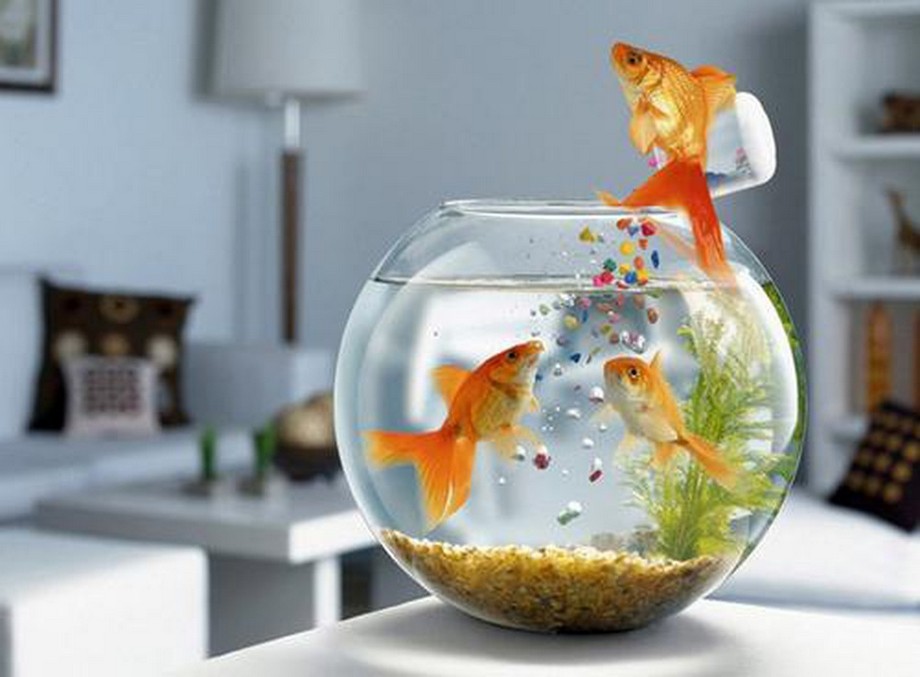 Có nên để hồ cá trong phòng ngủ Có nên để hồ cá trong phòng ngủ? > Hồ/bể cá cảnh giúp làm đẹp cho không gian nội thất
