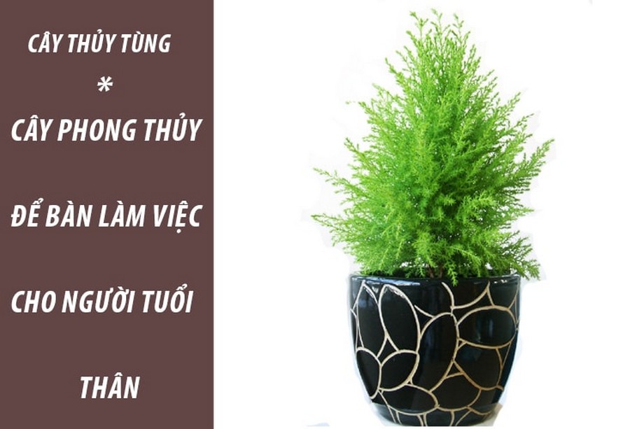 Phong thủy khi thiết kế văn phòng > Cây phong thủy cho người tuổi thân